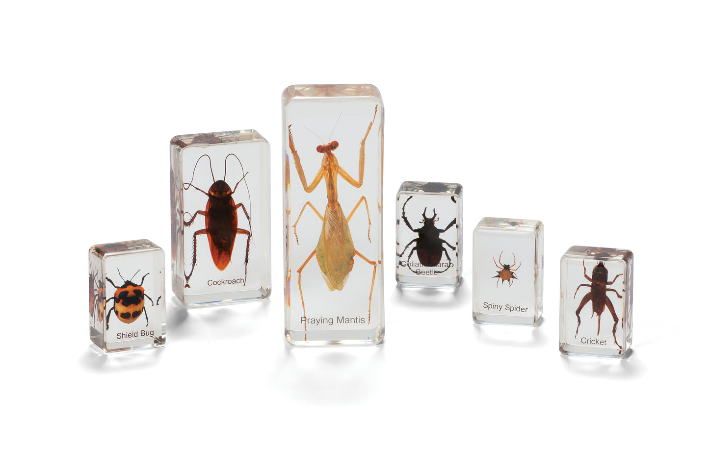 Mini Beasts Beetles & Bugs
