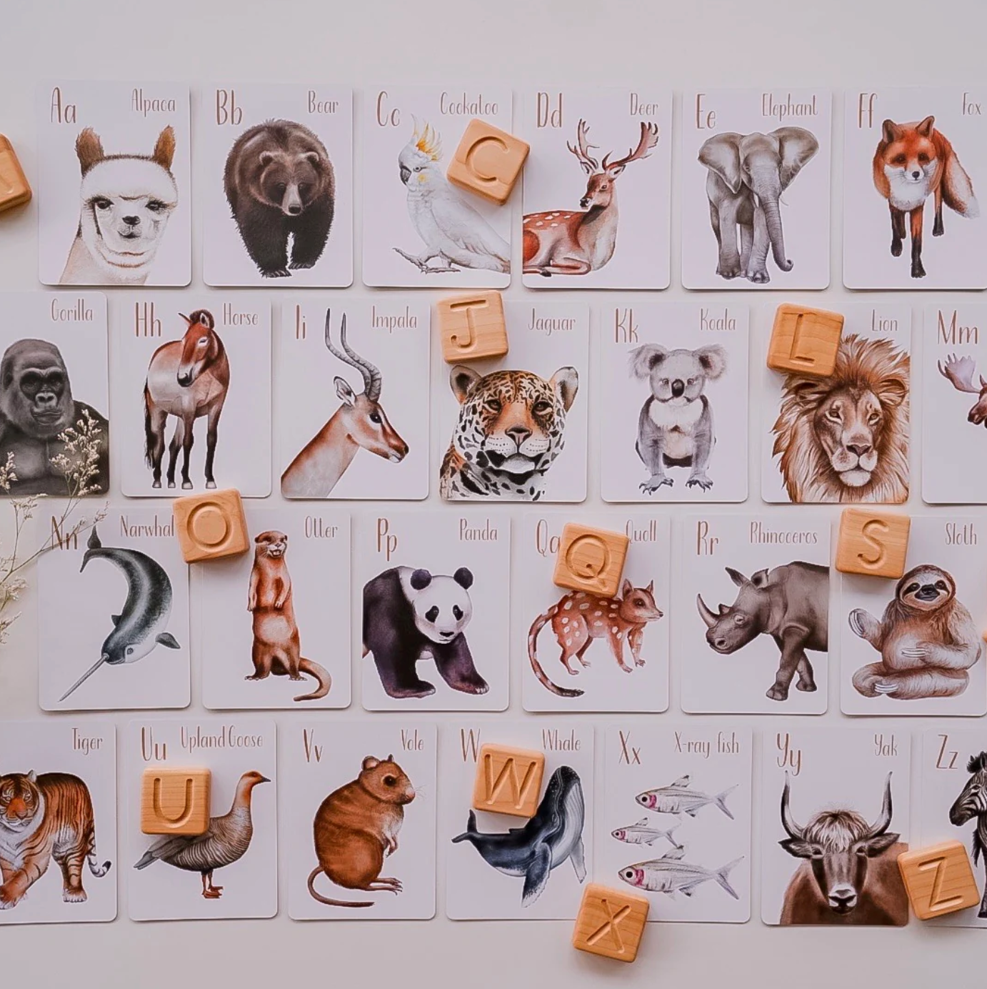 Animal Alphabet Flash Cards