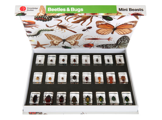 Mini Beasts Beetles & Bugs