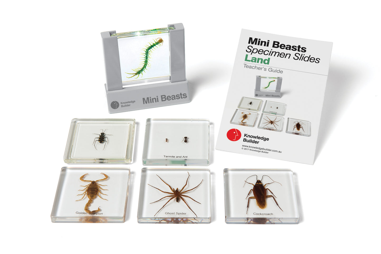 Mini Beasts Beetles & Bugs