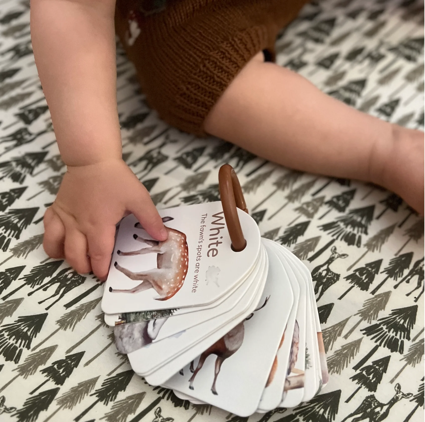 Colours and Counting Flash Cards