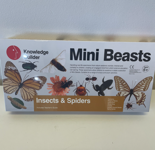 Mini Beasts Insects & Spiders